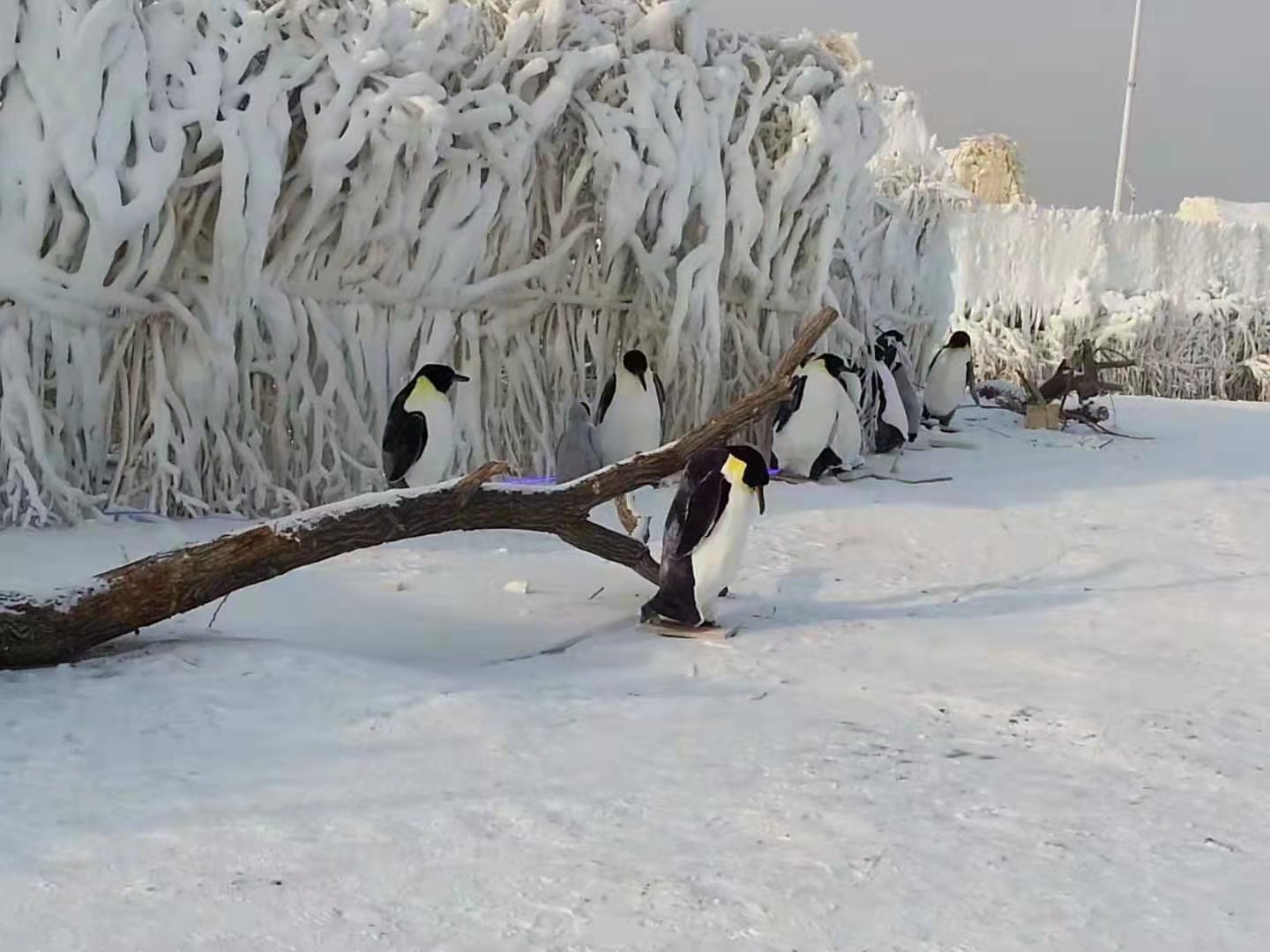 霧凇雪景 class=